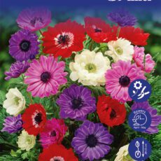 8718641999592 1 Anemone St Brigid Double Mixed Bulbs.jpg